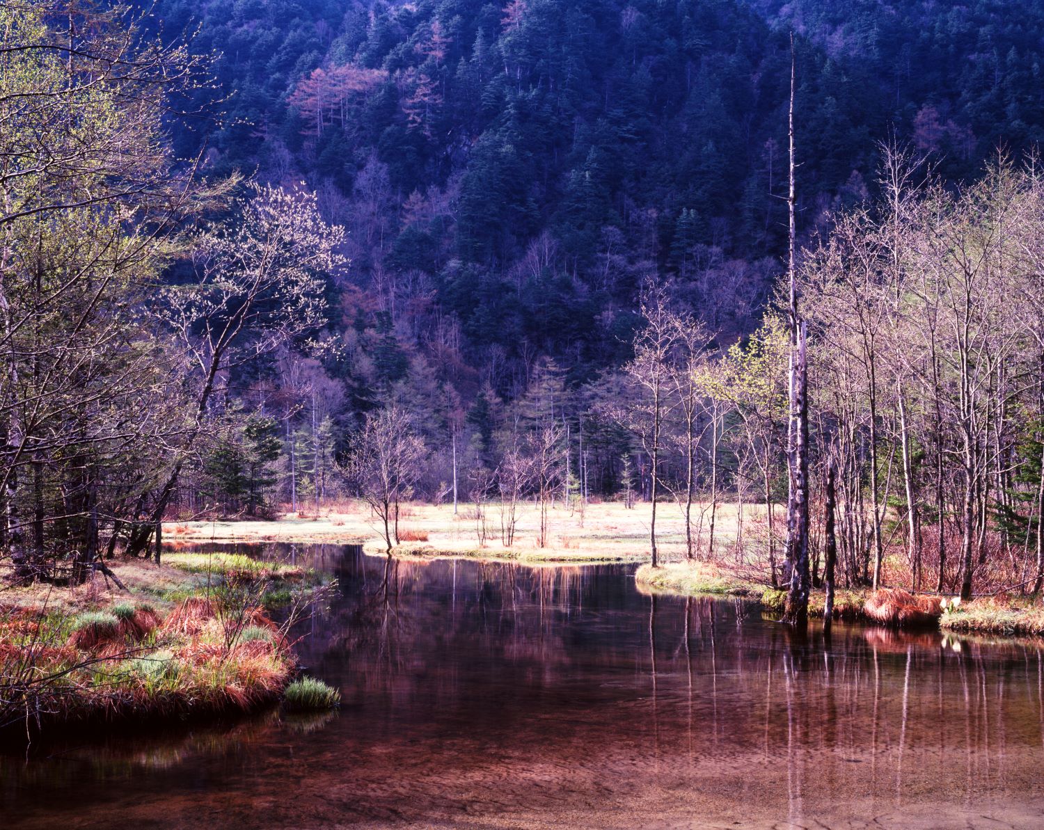 The late autumn scenery of Tashiro Pond. Against a backdrop of withered grass and leafless trees, the first snow-capped peaks of the Hotaka Range come into view.