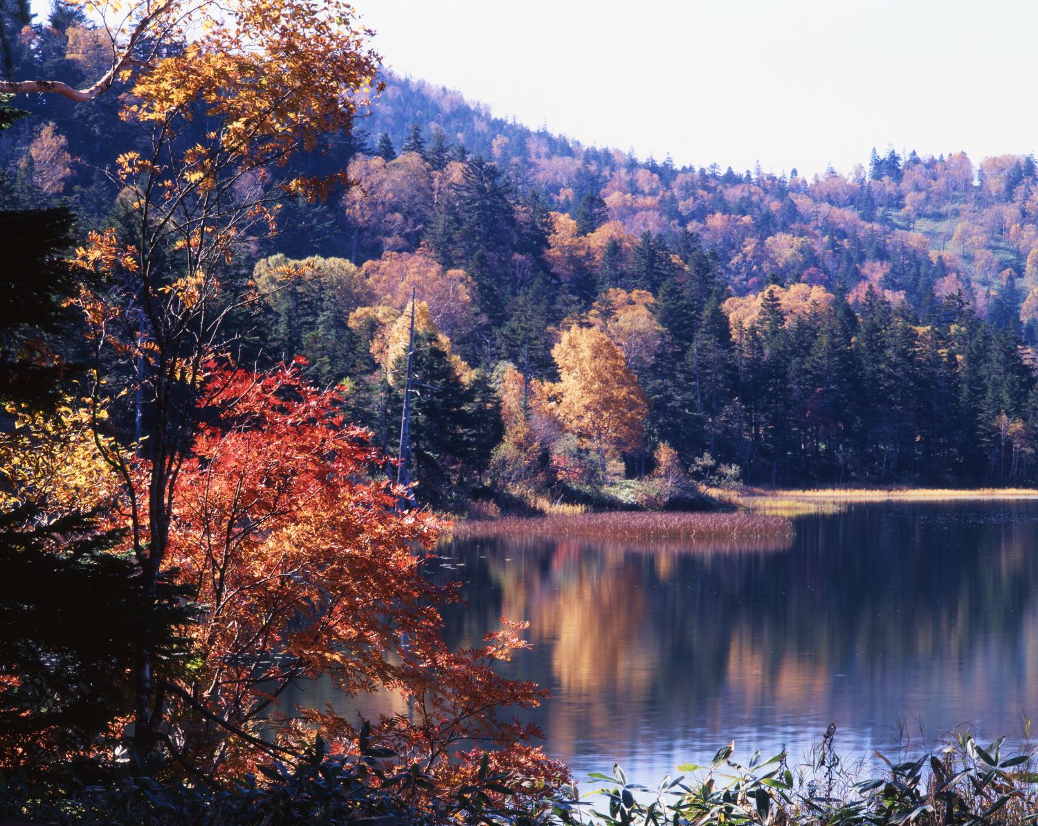 The autumn forest, vividly colored with trees reflecting their crimson leaves on the lake