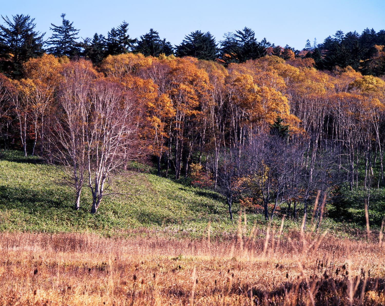 The grasslands of Oze Plain and the birch forest standing behind them, dyed in autumn colors