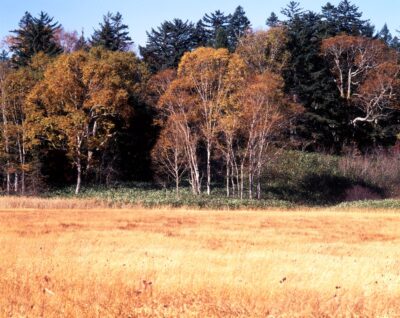 The golden-hued grasses of Oze Plain and the birch groves