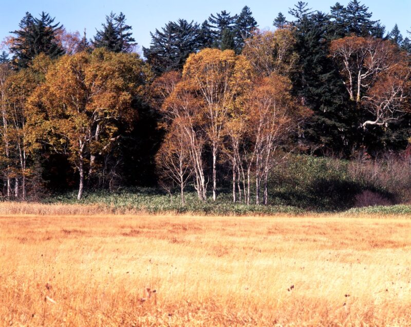 The golden-hued grasses of Oze Plain and the birch groves