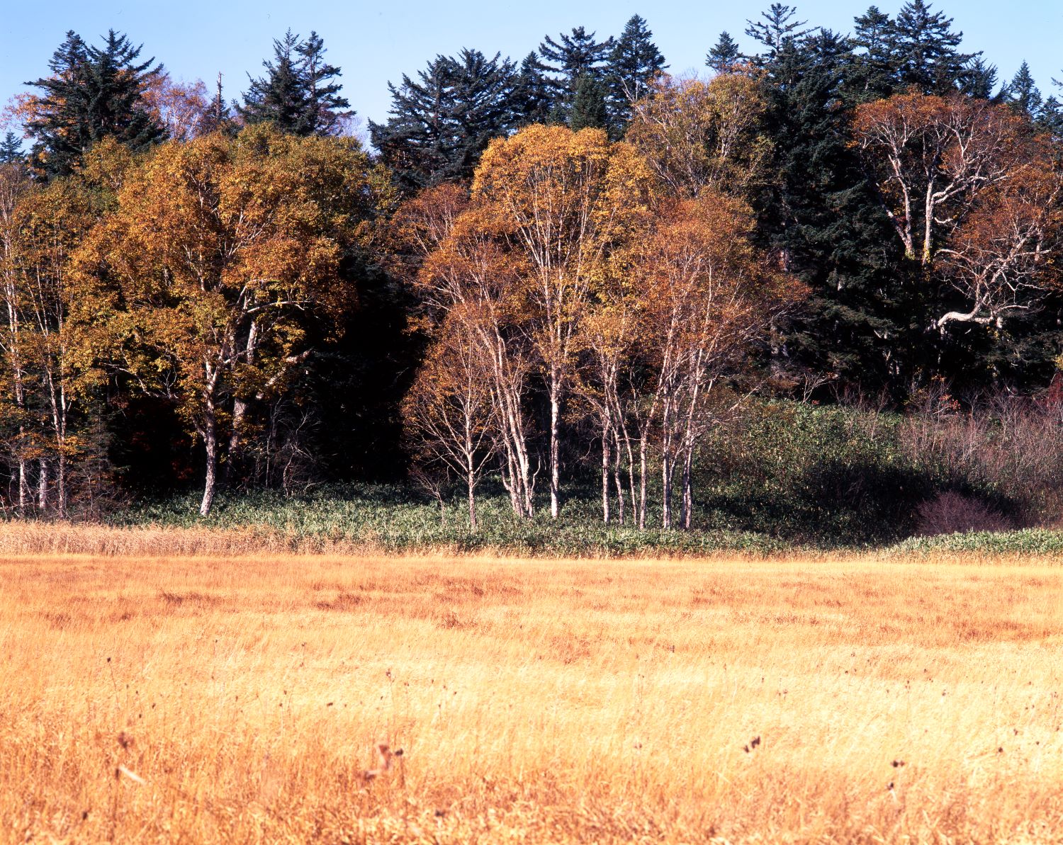 The golden-hued grasses of Oze Plain and the birch groves