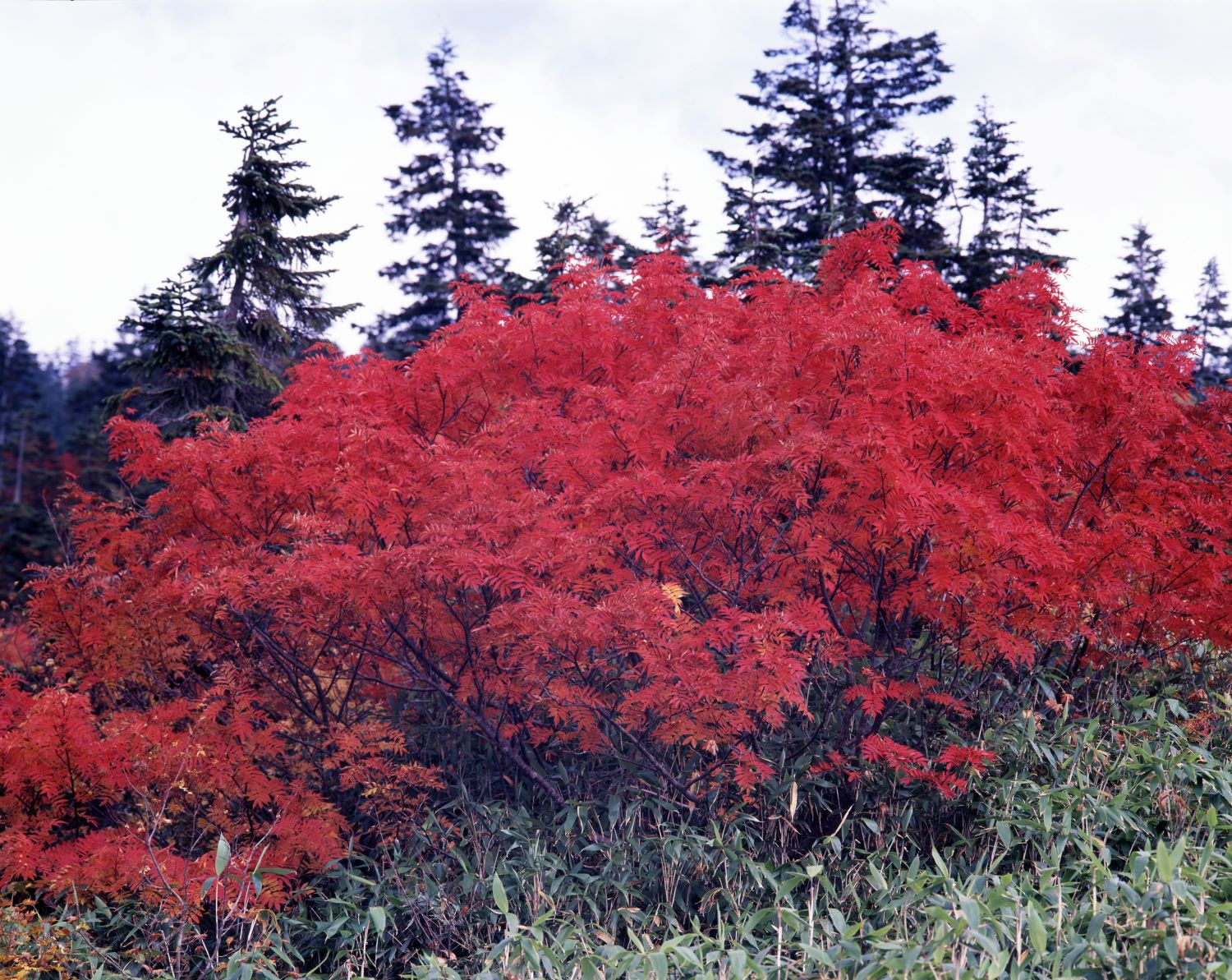 A stand of rowan trees blazing crimson with autumn foliage at Midagahara. Evergreen conifers stand in the background.