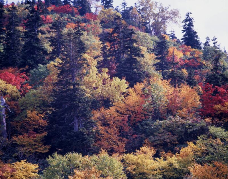 The autumn foliage landscape on the slopes of Mitagahara, where broadleaf trees colored red and yellow mingle with evergreen conifers.