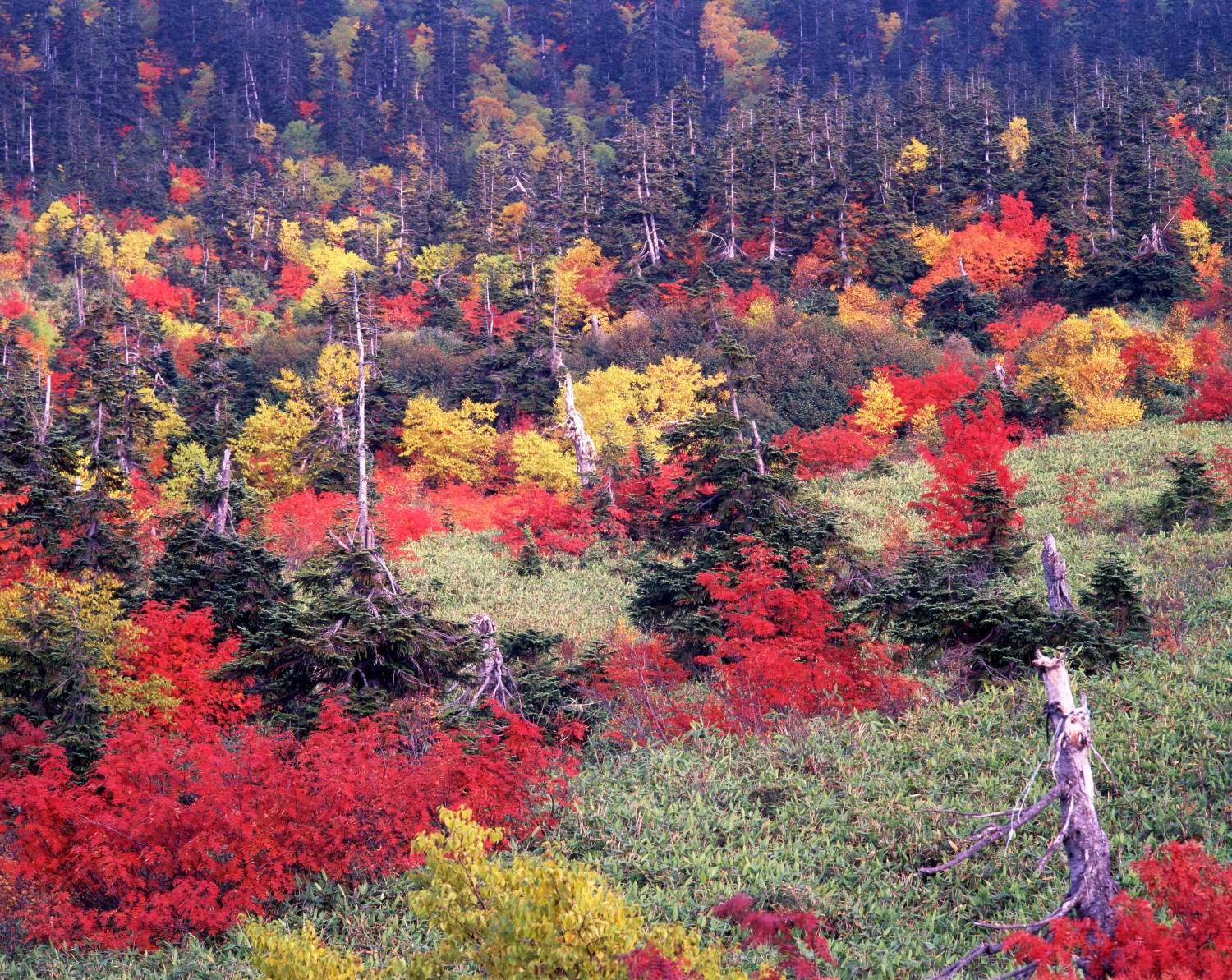 The red-tinged rowan trees and yellowing leaves spread across the Amagahara marsh, with coniferous forests stretching out in the background.