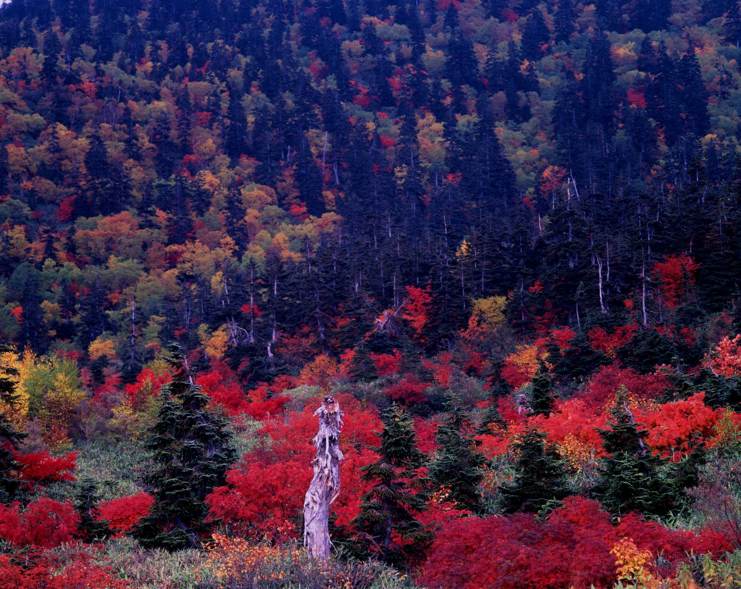 Autumn foliage viewed from the Amagahara Marsh. The vivid reds spread across the foreground, while yellow and green trees overlap in the forest scenery beyond.