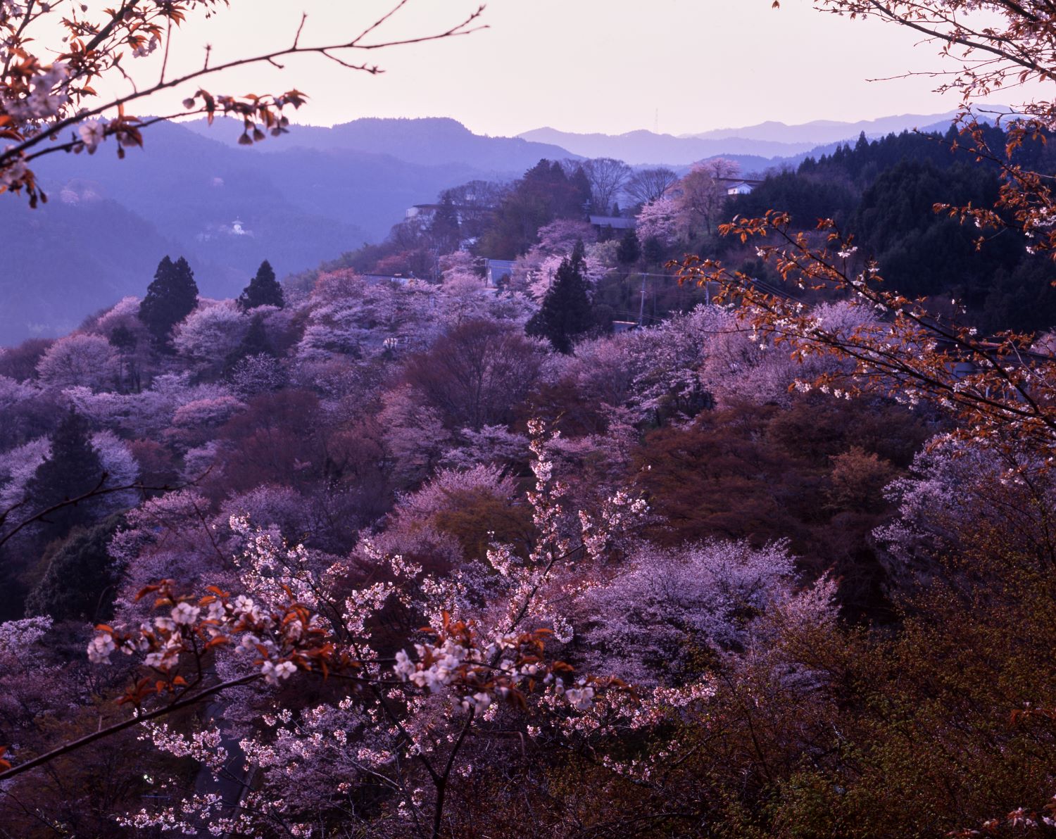 A sunset scene with cherry blossoms peeking through branches in the foreground, beyond which stretch rows of cherry trees covering the mountainside and distant mountain ranges.
