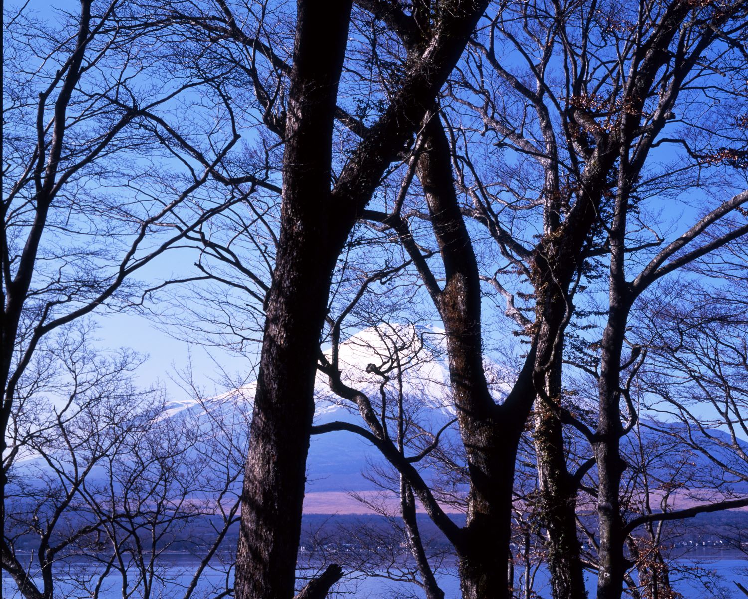 A landscape photograph showing Mount Fuji crowned with snow and a lake visible through the winter-bare trees.