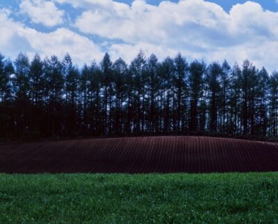 A landscape photograph showing green grasslands and red-soil fields, with rows of trees standing behind.