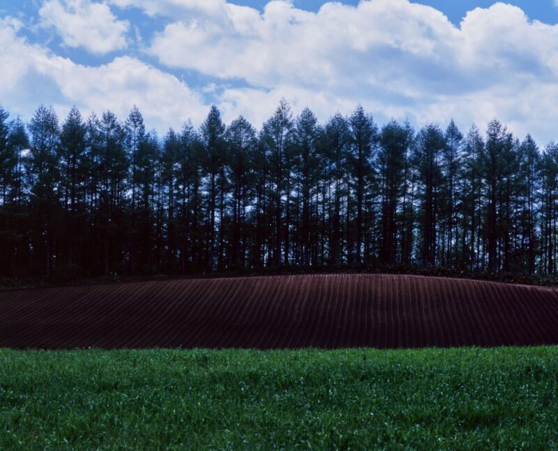 A landscape photograph showing green grasslands and red-soil fields, with rows of trees standing behind.