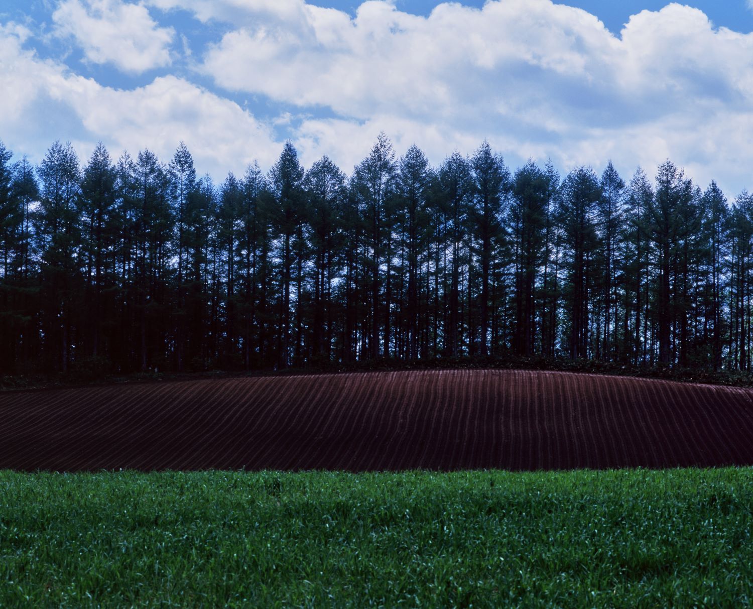 A landscape photograph showing green grasslands and red-soil fields, with rows of trees standing behind.