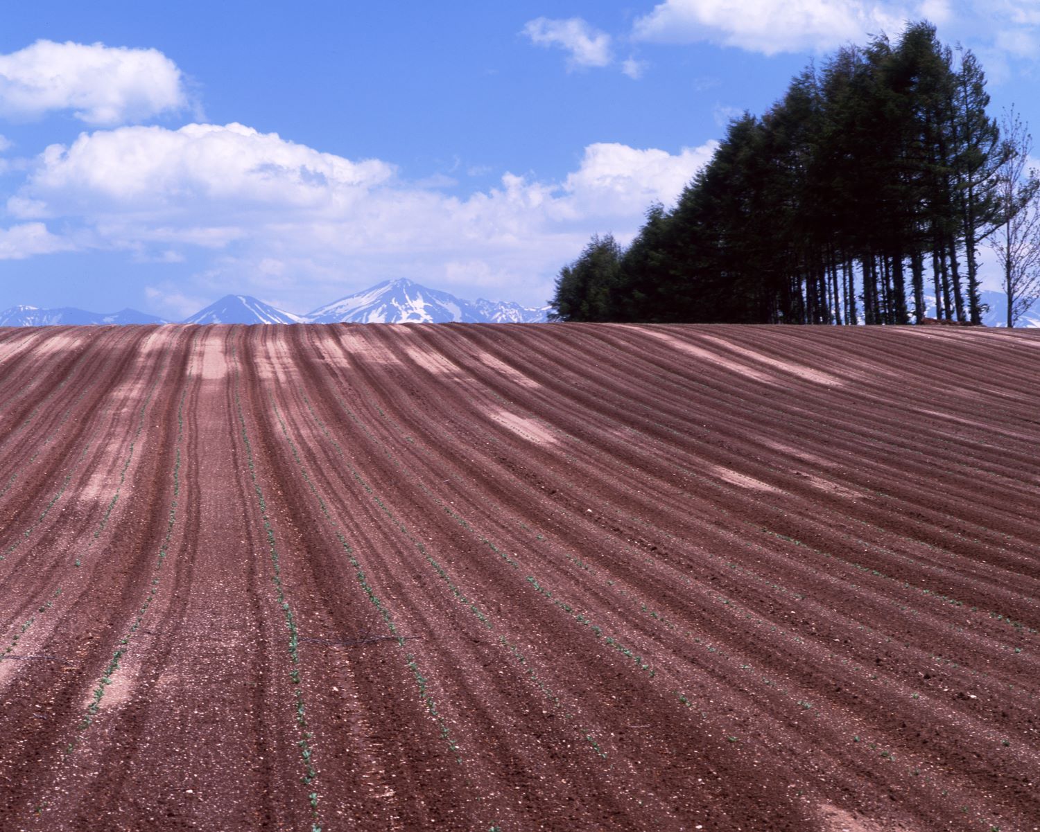 A landscape photograph showing the Daisetsuzan mountain range towering in the distance beyond a field with straight rows of furrows stretching out.