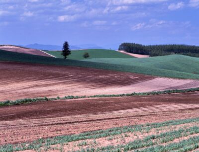 The rolling hills of Biei, where fields of green and reddish-brown overlap like waves.