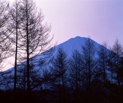 A landscape photograph showing Mount Fuji, large and snow-covered, silhouetted against a larch forest after leaf fall.
