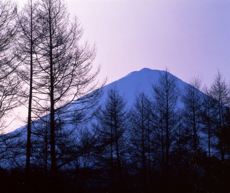 A landscape photograph showing Mount Fuji, large and snow-covered, silhouetted against a larch forest after leaf fall.