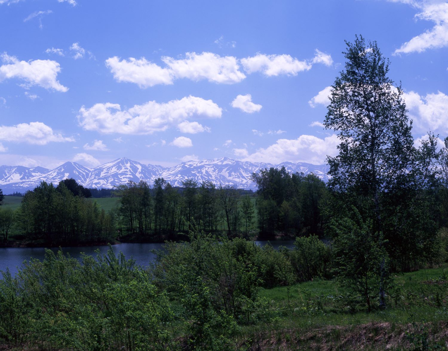 Beyond the lakeside grove and the lake's surface, the snow-capped Daisetsuzan Mountains stretch out.