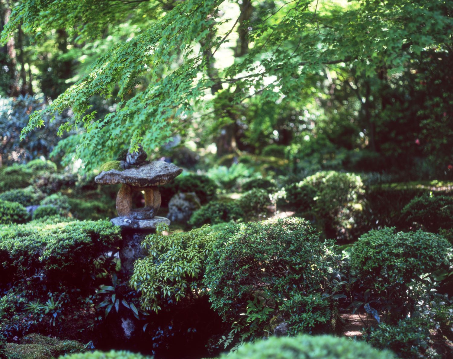 A photograph of stone lanterns standing in the moss-covered garden with green maple leaves at San'in-ji Temple in Ohara.
