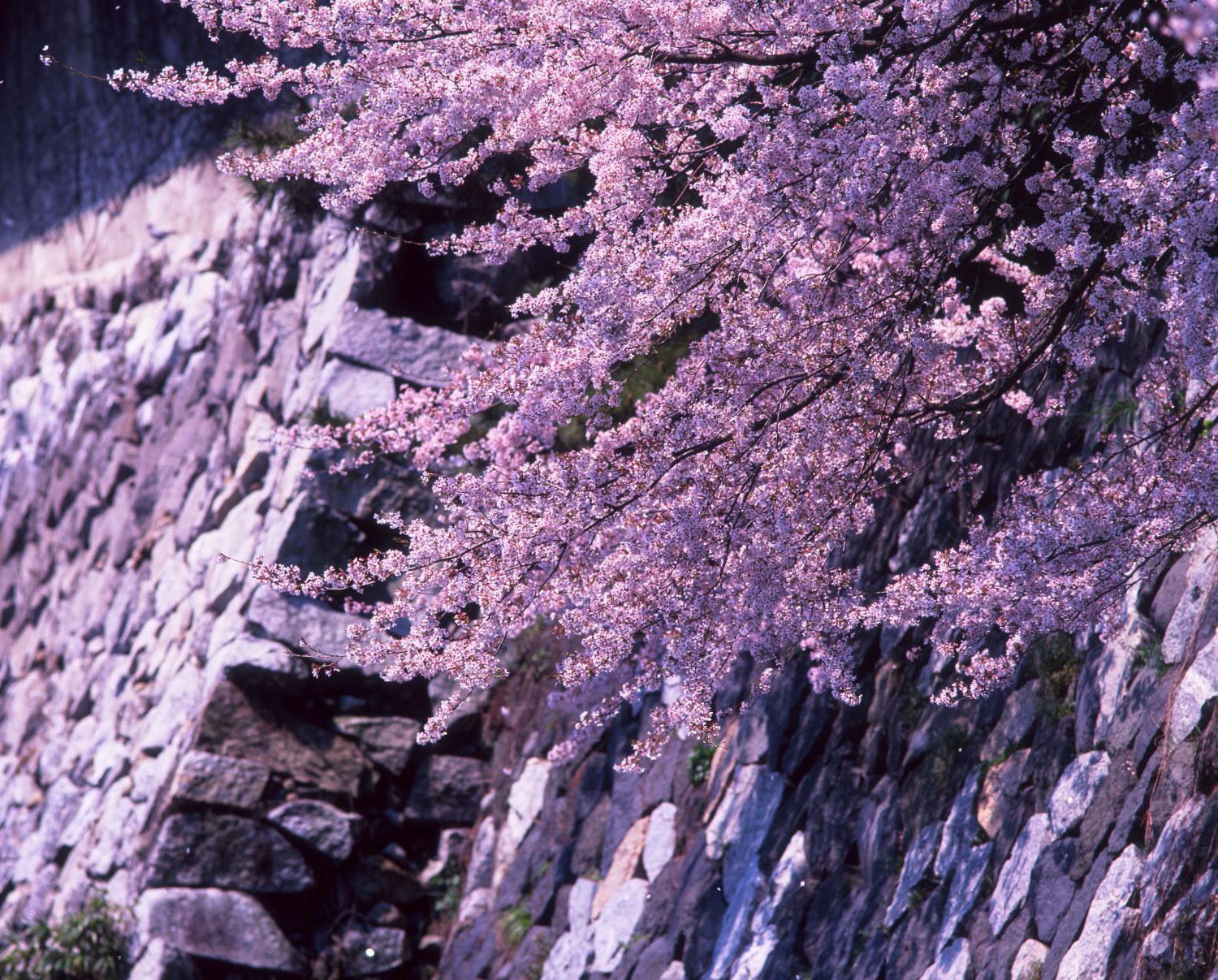 Cherry blossoms in full bloom, their branches reaching out over the stone walls of Toyama Castle