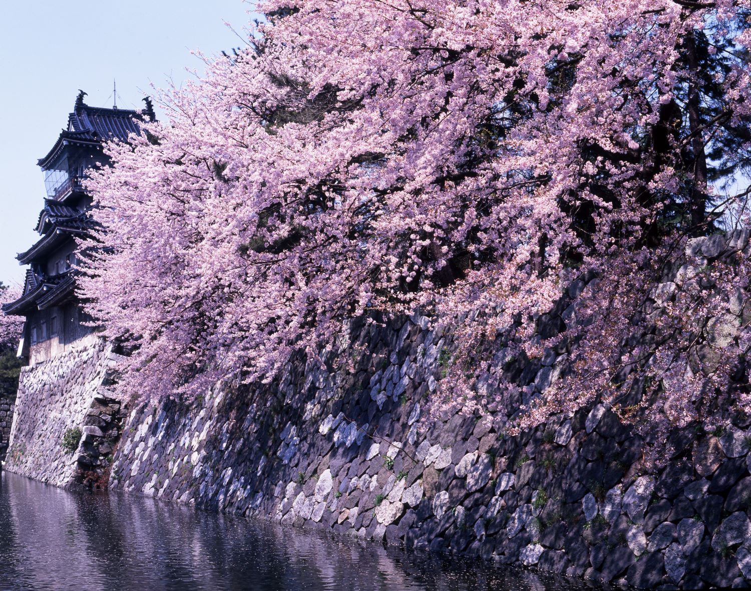 The cherry blossoms in full bloom along the moat of Toyama Castle and the stone walls