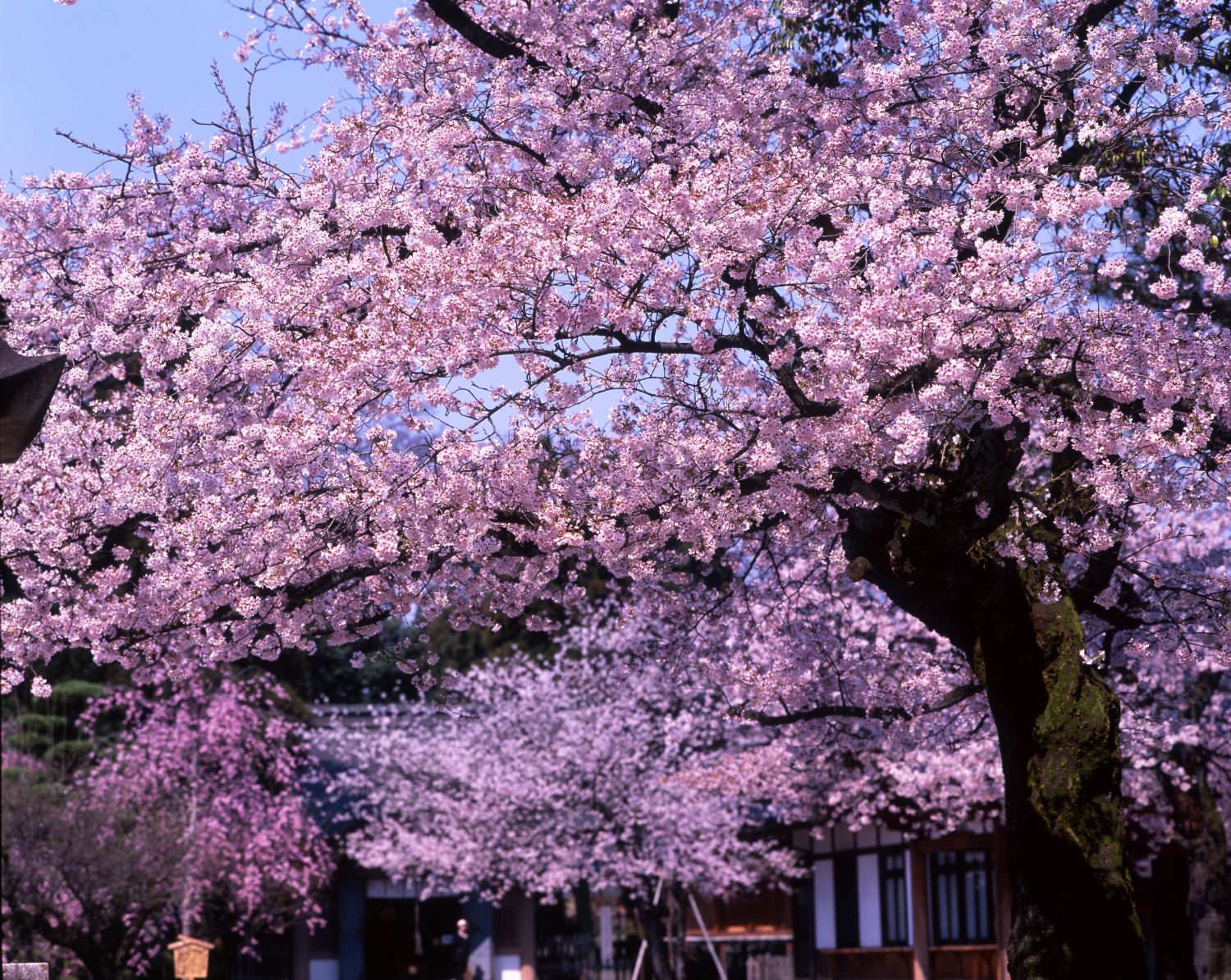 Within the grounds of Tenryū-ji Temple, a large cherry tree is in full bloom, its blossoms covering the buildings as they flourish.
