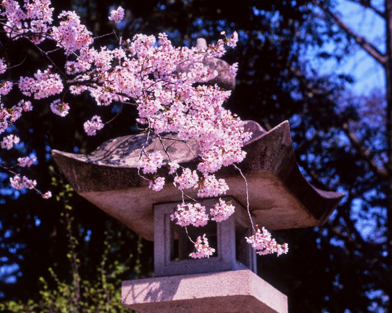 Cherry blossoms blooming as if nestled beside the stone lanterns of Tenryū-ji Temple.