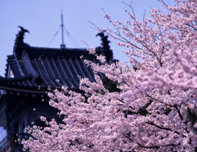 The sight of Toyama Castle's tiled roof overlapping with branches of cherry blossoms in full bloom