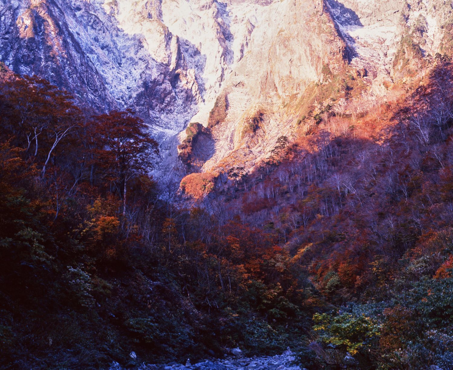 A scene where the snow-capped rock walls of Ichinokurazawa are illuminated by light and shadow above the autumn leaves in the valley and the grove of trees.
