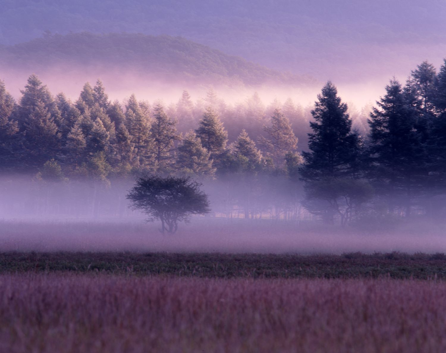 A marshland shrouded in a purple-tinged mist, and beyond it, a forest of deep green.