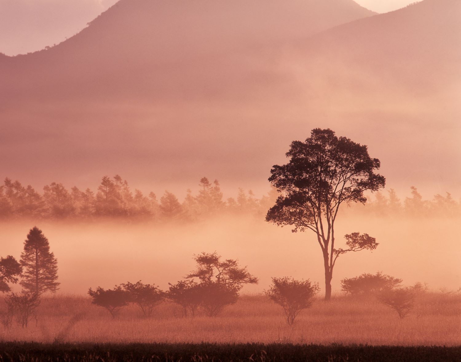 A single tree stands silhouetted against the misty marsh, bathed in the morning glow.