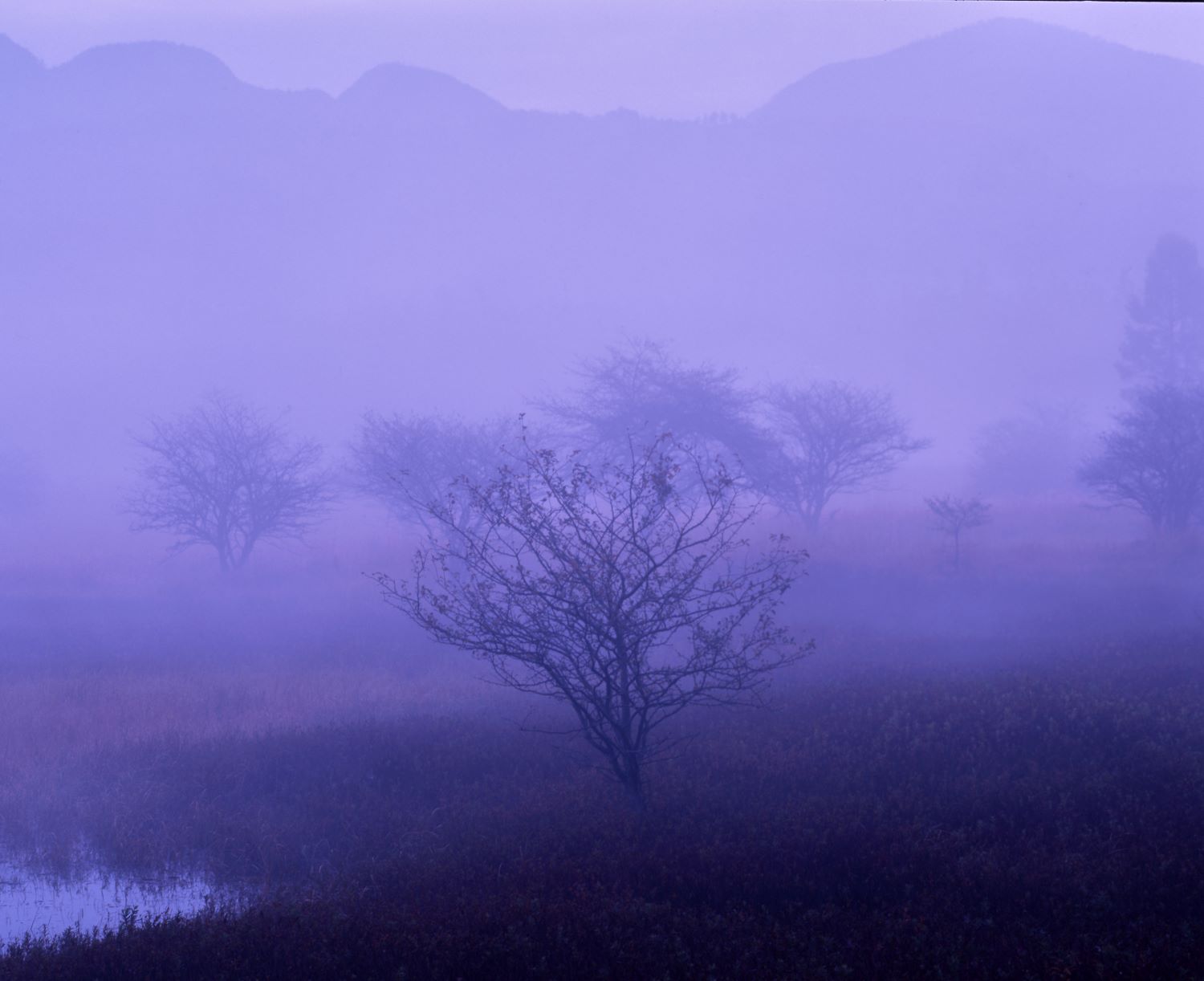 Several trees float indistinctly in the marshland shrouded in a blue-purple mist.