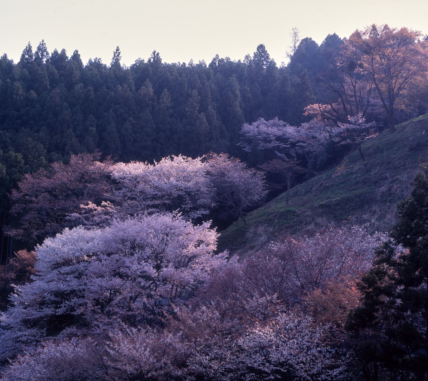 A cluster of cherry blossoms blooming along the green slope. In the background, a dense green cedar forest stretches out.
