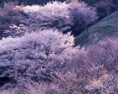 Layers of cherry blossoms, from white to pale pink, appear translucent in the light, creating a hazy, mist-like scene.