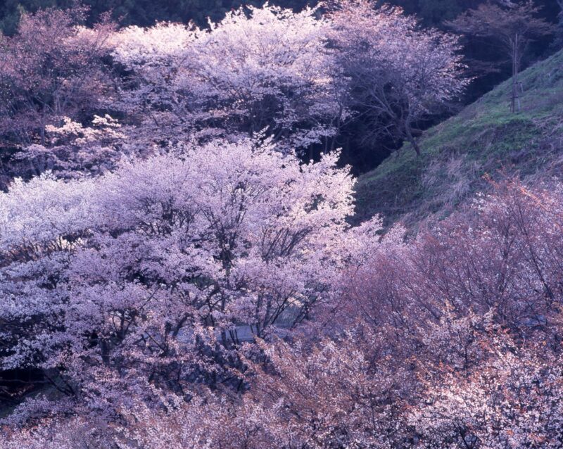 Layers of cherry blossoms, from white to pale pink, appear translucent in the light, creating a hazy, mist-like scene.