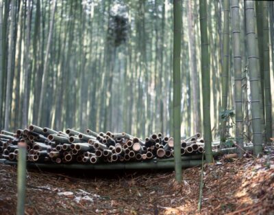 Stacks of cut bamboo within the bamboo grove, and a row of green bamboo trees stretching into the distance.