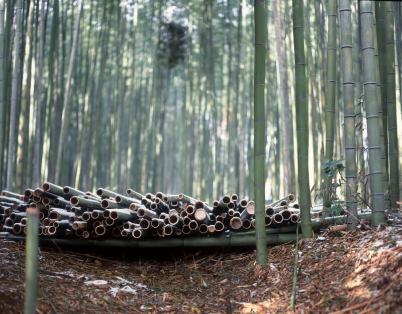 Stacks of cut bamboo within the bamboo grove, and a row of green bamboo trees stretching into the distance.