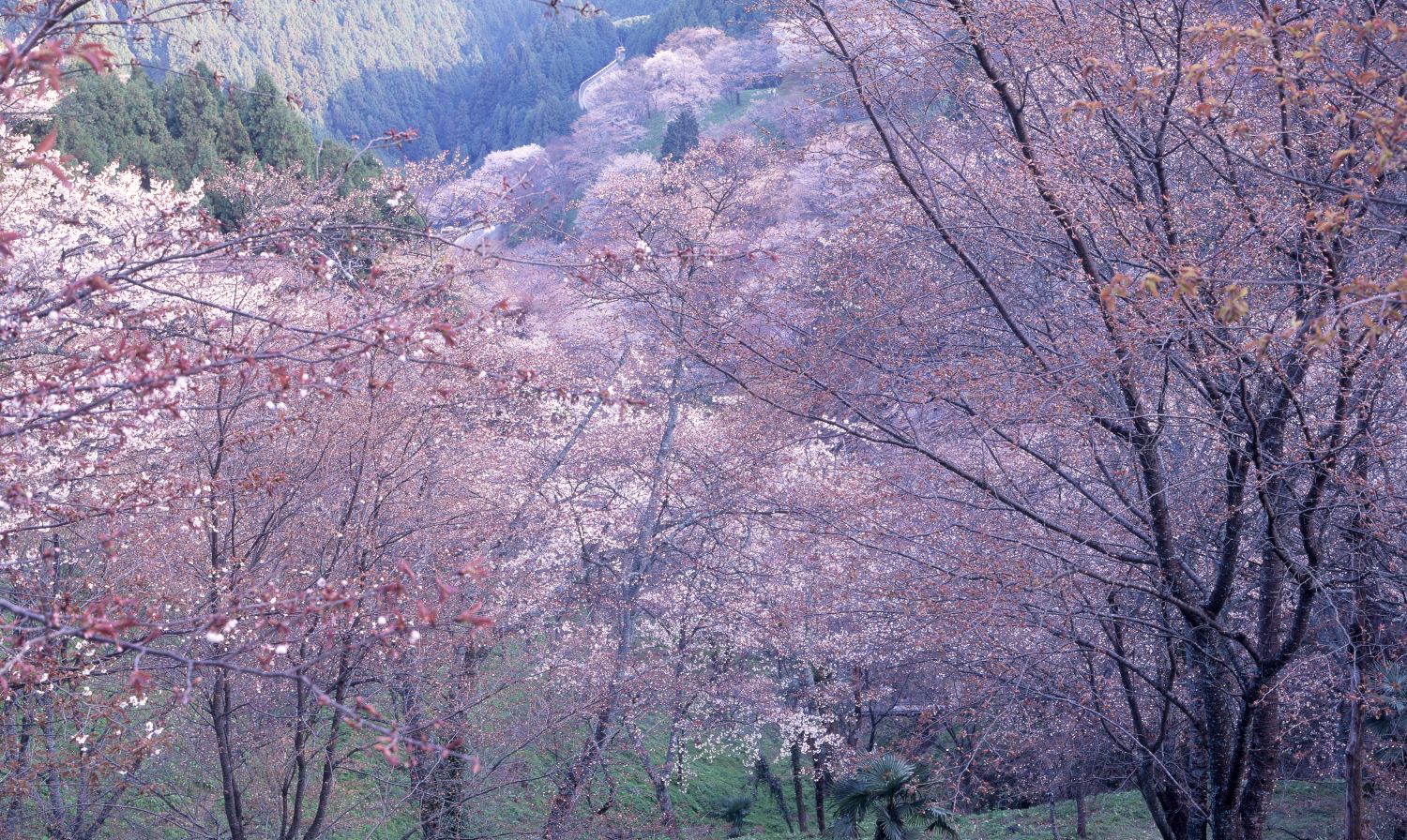 Cherry blossoms bloom as if filling the valley. They spread beyond the branches in the foreground, extending all the way to the distant slopes.