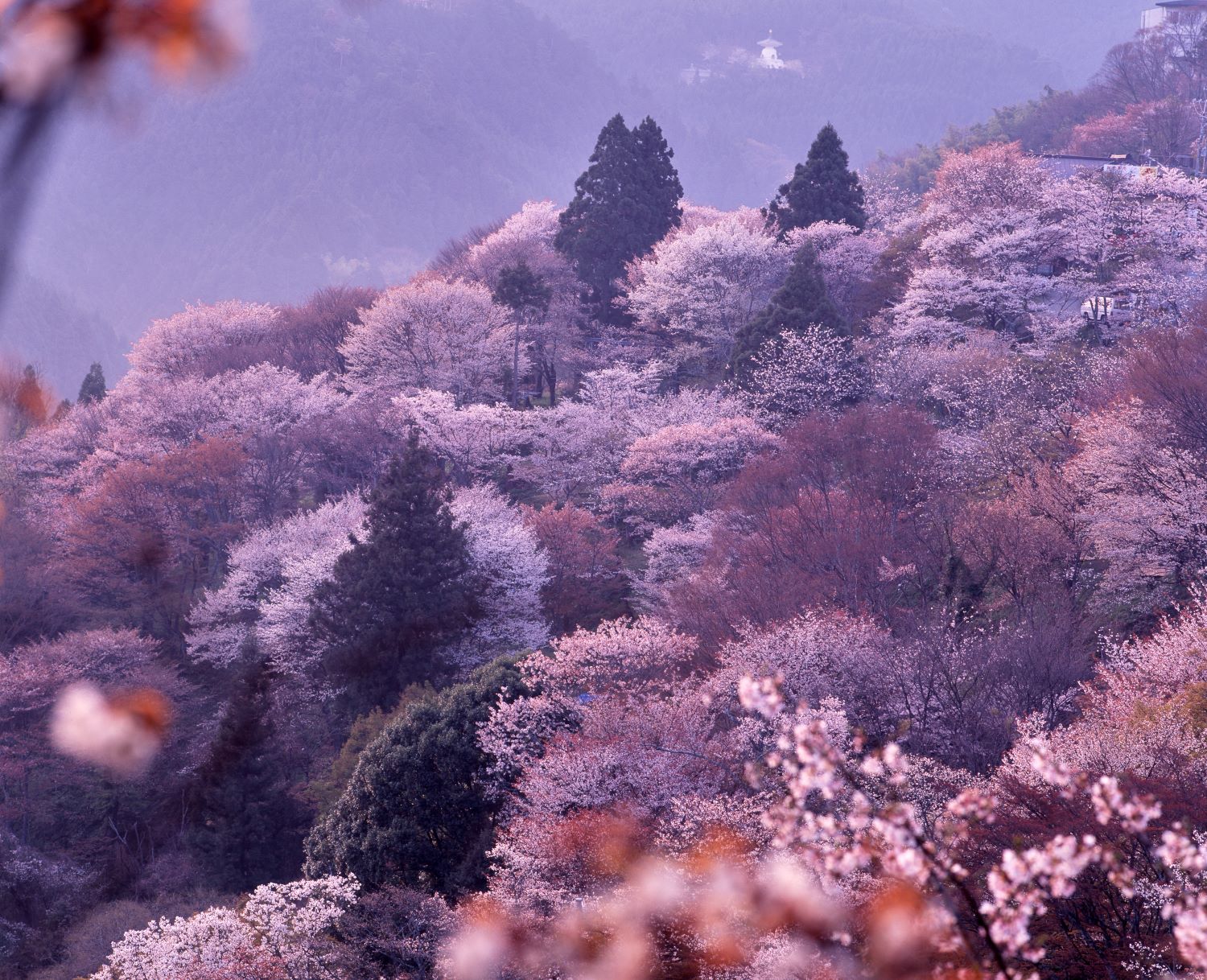 A forest of cherry trees spreads across the entire mountainside. Amidst the pale haze, pink and white blossoms overlap, with evergreen trees dotted here and there.