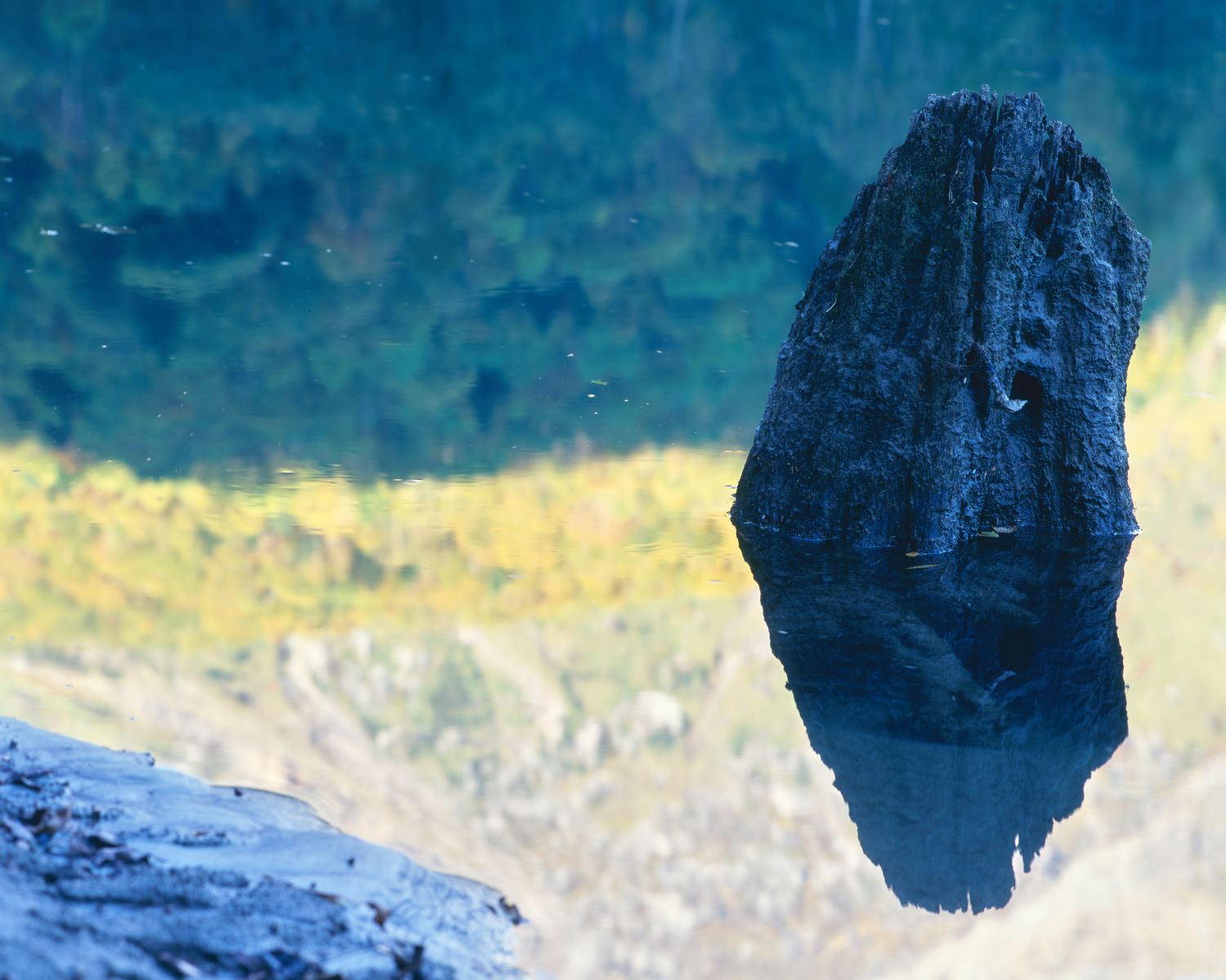 The golden autumn leaves of Yakedake reflected on the lake surface and the rocks in the foreground. A photograph capturing the contrasting autumn scenery.