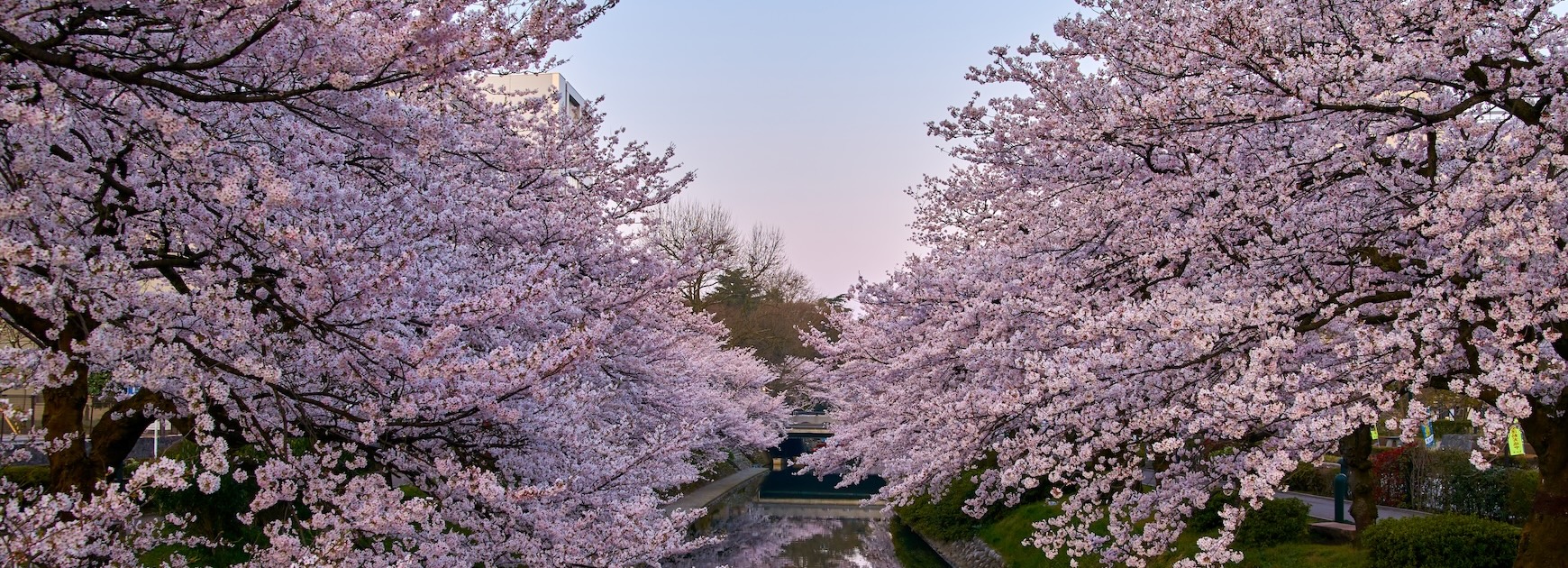 Spring cherry blossoms in full bloom along a riverside path