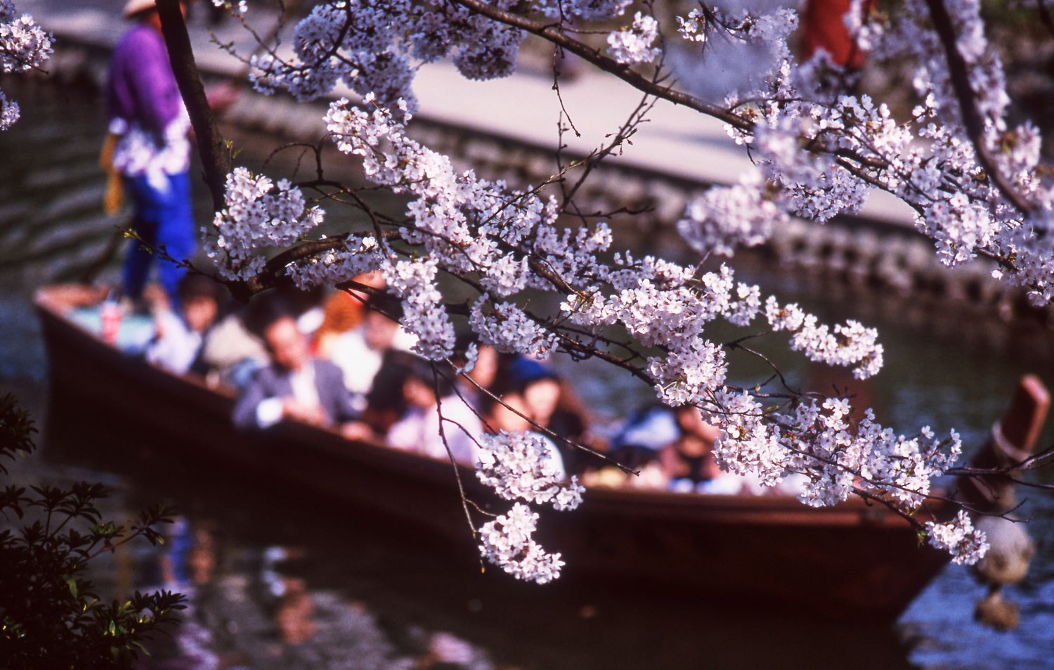 A spring scene captured through cherry blossom branches, showing a sightseeing boat and its passengers traveling down the river.
