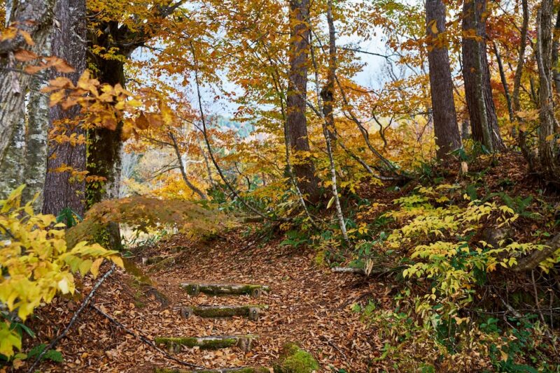 The leaf-strewn path through Arimine Forest. An autumn scene where wooden steps wind through woods enveloped in yellow and orange foliage.