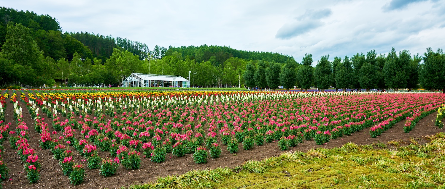 Furano Farm Tomita's Colorful Flower Fields and Greenhouse