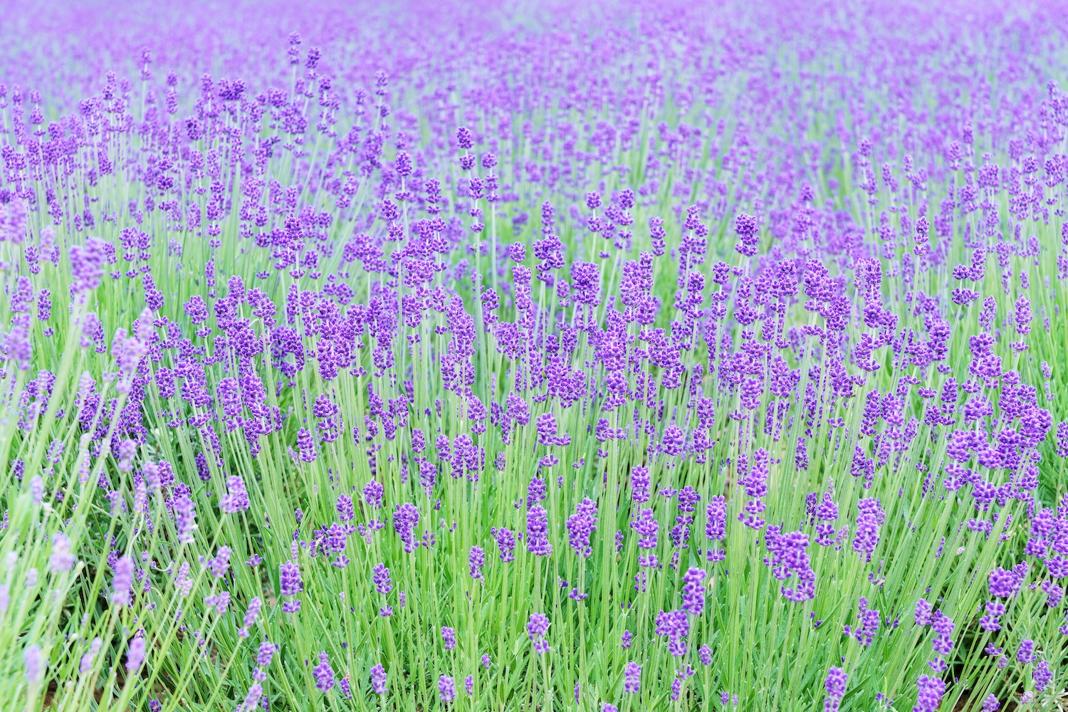 Furano Farm's lavender fields with green hills and buildings in the background