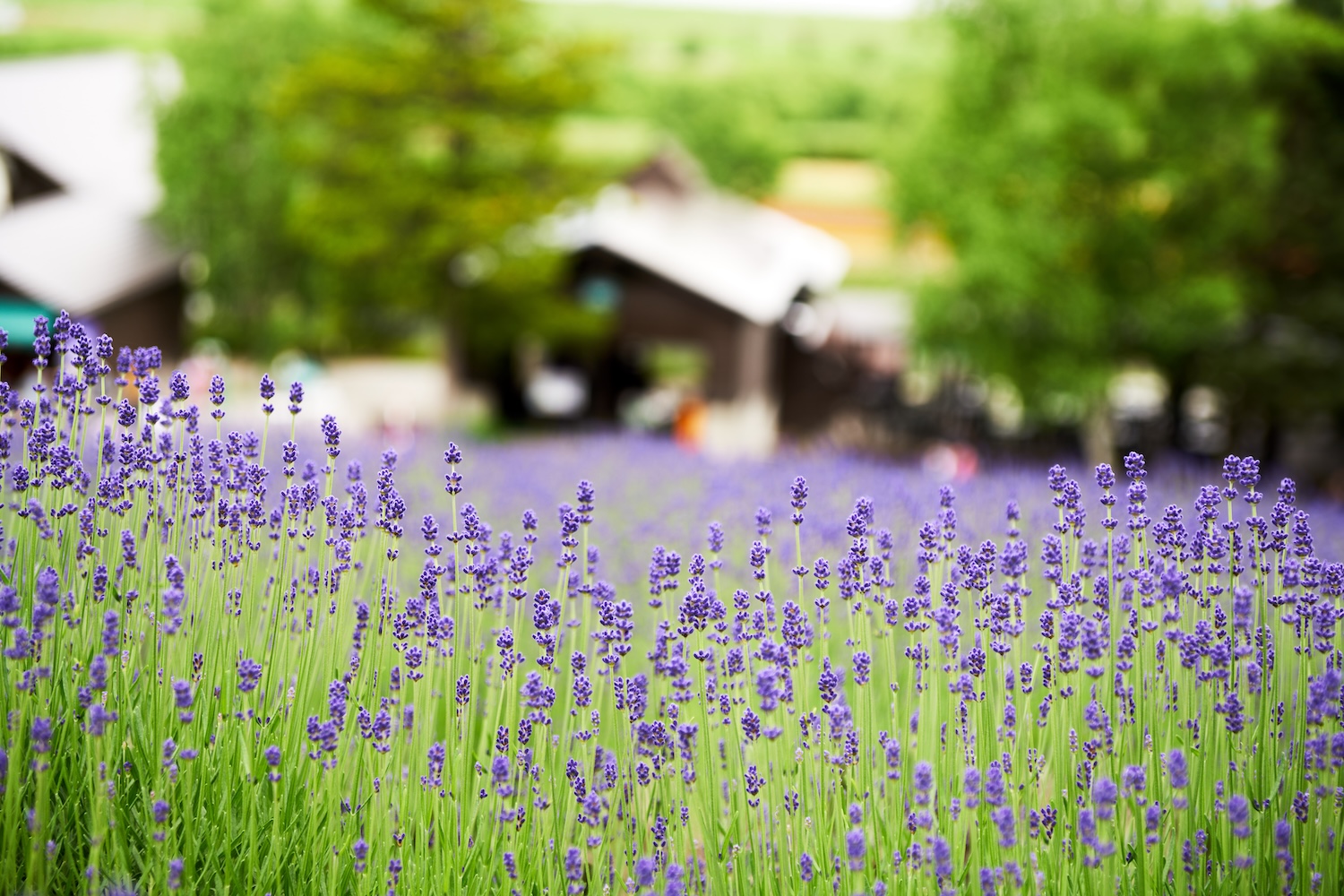 Furano Farm's lavender fields with green hills and buildings in the background