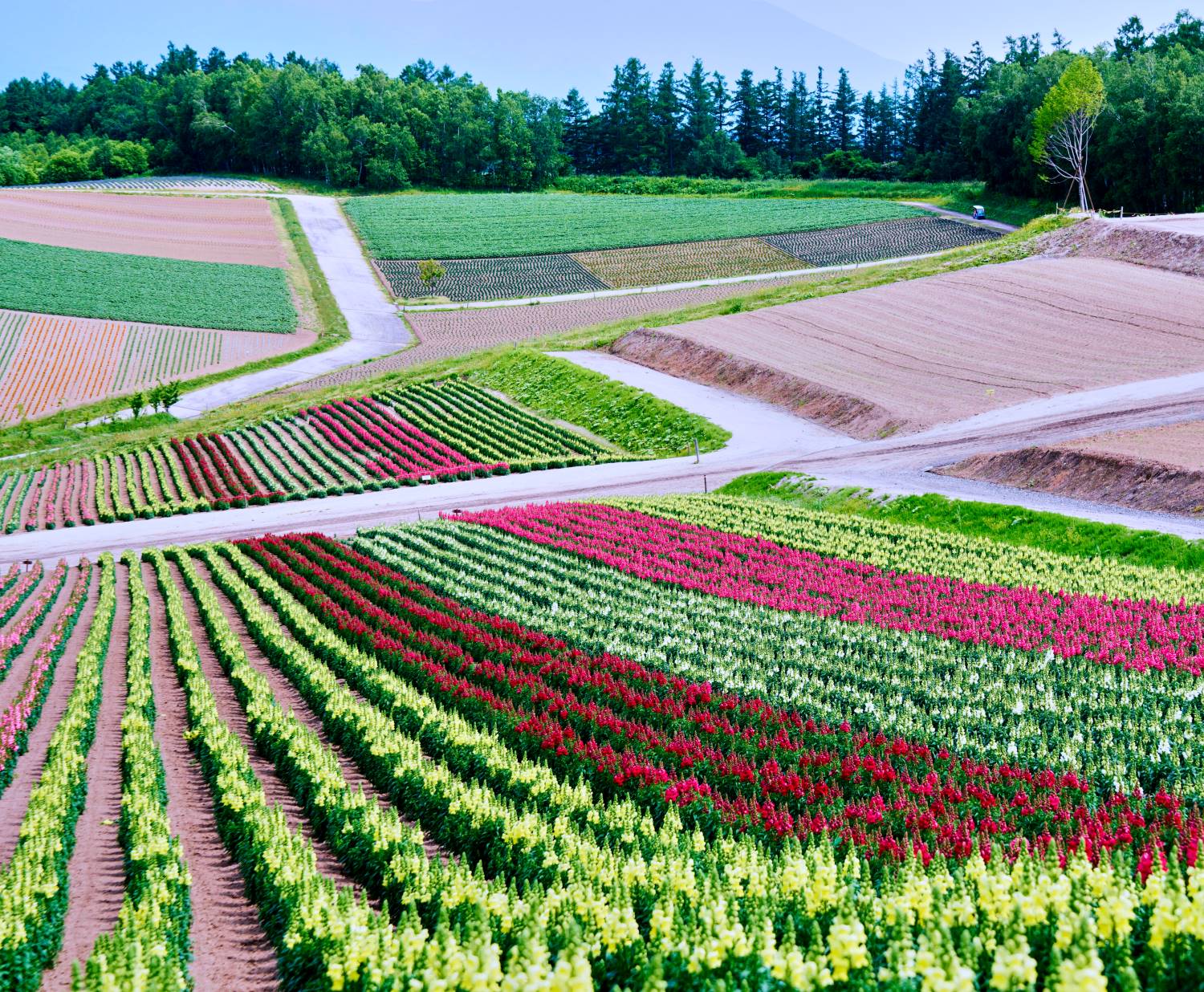 The hillside flower fields of Biei's Four Seasons Hill, where red, yellow, and green blooms line the slopes