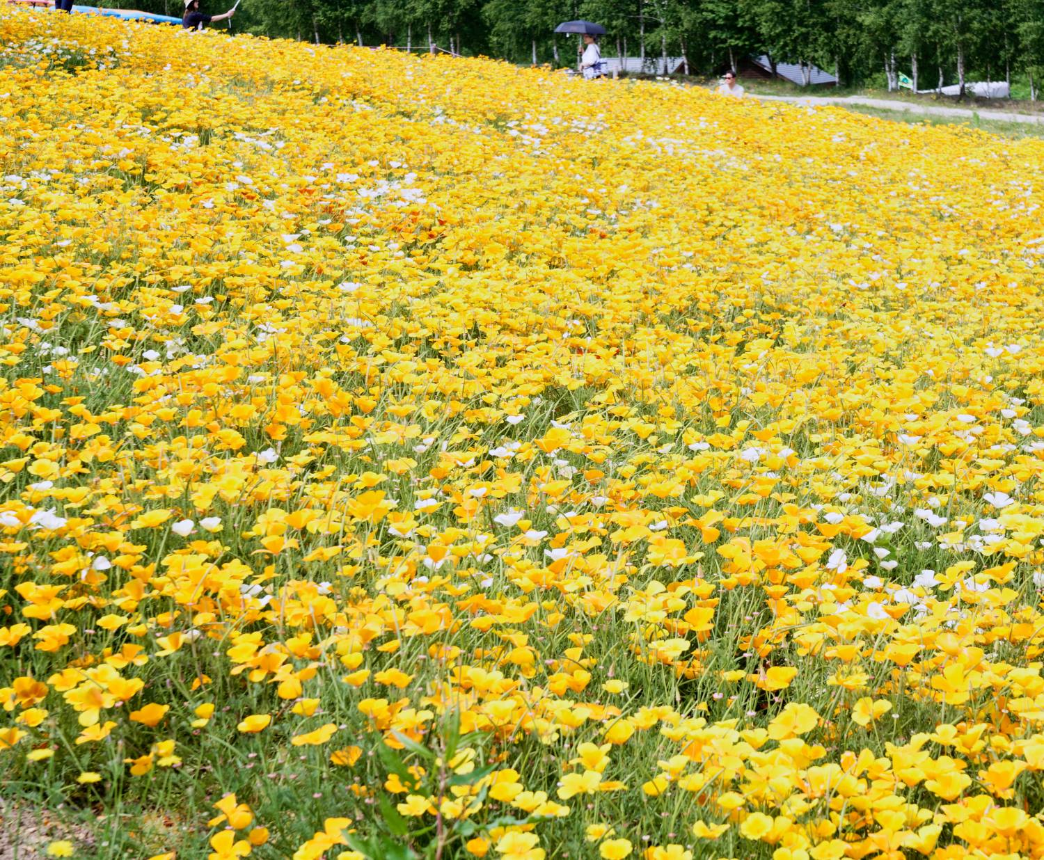 Fields of yellow California poppies blooming at Biei's Four Seasons Hill