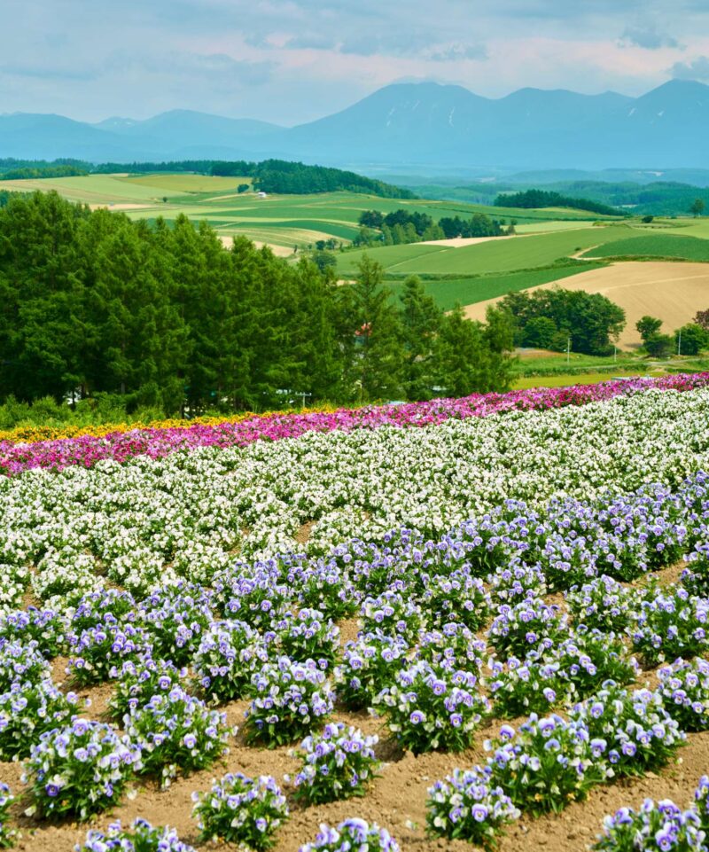 Summer View of Flower Fields and Daisetsuzan Mountain Range from Biei's Four Seasons Hill
