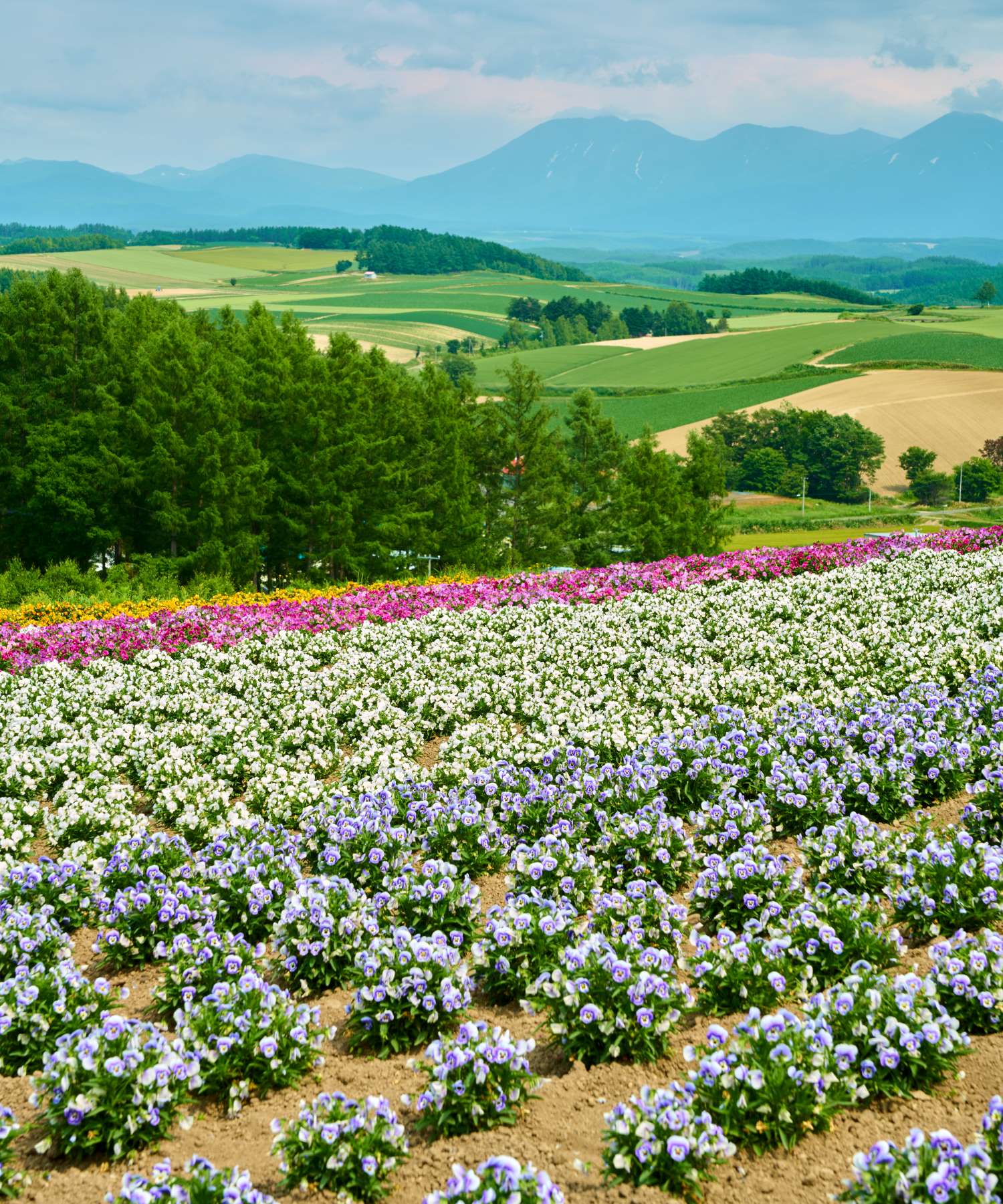 Summer View of Flower Fields and Daisetsuzan Mountain Range from Biei's Four Seasons Hill