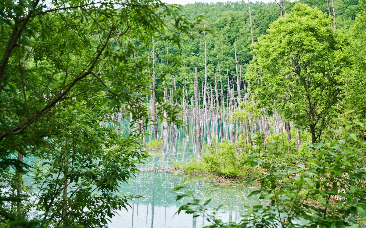 The view of Biei's Blue Pond through the trees
