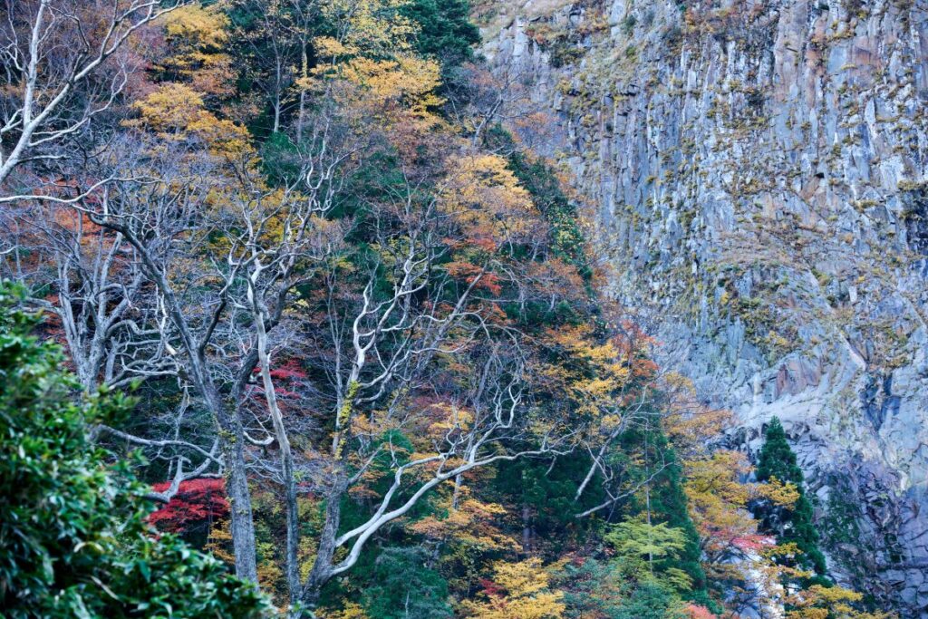 The rock face and autumn-colored trees in the valley of Shōmyō Falls. The contrast between the gray rock surface and the vibrant foliage is striking.
